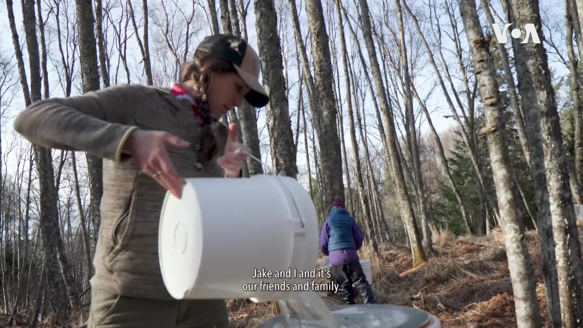 It's birch sap season, the forest's spring tonic